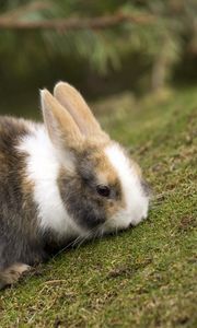 Preview wallpaper rabbit, grass, eating, walk, spotted