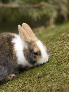 Preview wallpaper rabbit, grass, eating, walk, spotted