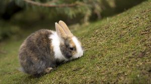 Preview wallpaper rabbit, grass, eating, walk, spotted