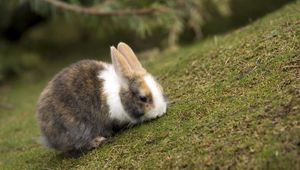 Preview wallpaper rabbit, grass, eating, walk, spotted