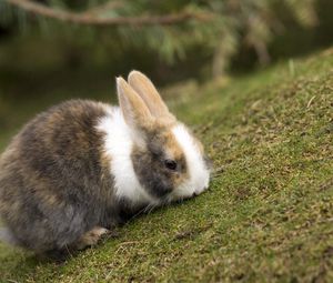 Preview wallpaper rabbit, grass, eating, walk, spotted