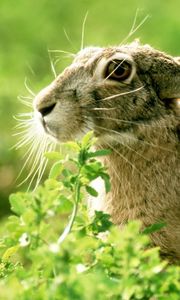 Preview wallpaper rabbit, grass, face, ears, light