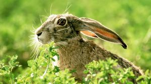 Preview wallpaper rabbit, grass, face, ears, light