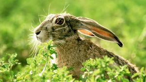 Preview wallpaper rabbit, grass, face, ears, light