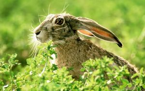 Preview wallpaper rabbit, grass, face, ears, light