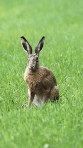Preview wallpaper rabbit, grass, field, animal, greenery
