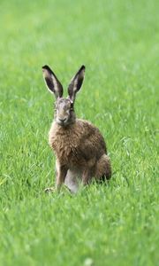 Preview wallpaper rabbit, grass, field, animal, greenery