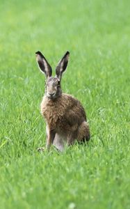 Preview wallpaper rabbit, grass, field, animal, greenery
