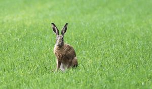 Preview wallpaper rabbit, grass, field, animal, greenery