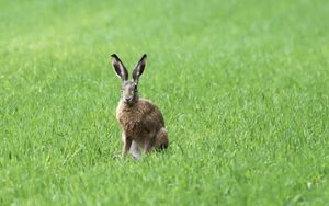 Preview wallpaper rabbit, grass, field, animal, greenery