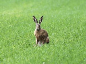 Preview wallpaper rabbit, grass, field, animal, greenery