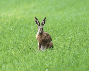 Preview wallpaper rabbit, grass, field, animal, greenery