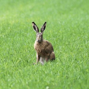 Preview wallpaper rabbit, grass, field, animal, greenery