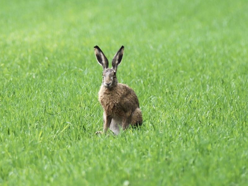 800x600 Wallpaper rabbit, grass, field, animal, greenery