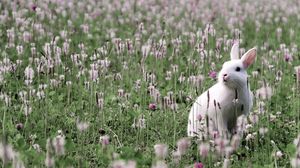 Preview wallpaper rabbit, grass, flowers, field