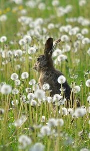 Preview wallpaper rabbit, grass, flowers, dandelion, field