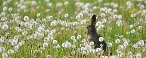 Preview wallpaper rabbit, grass, flowers, dandelion, field