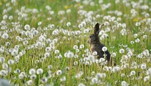 Preview wallpaper rabbit, grass, flowers, dandelion, field