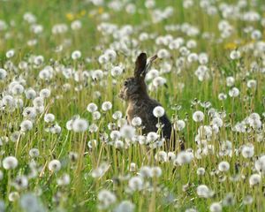 Preview wallpaper rabbit, grass, flowers, dandelion, field