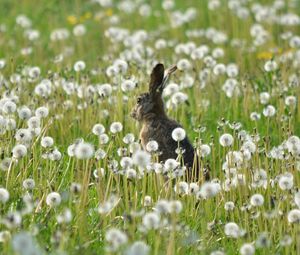 Preview wallpaper rabbit, grass, flowers, dandelion, field