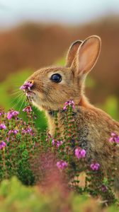 Preview wallpaper rabbit, grass, flowers, blur