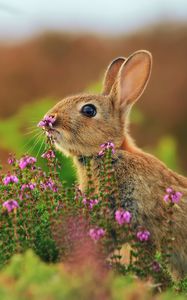 Preview wallpaper rabbit, grass, flowers, blur