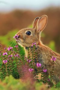 Preview wallpaper rabbit, grass, flowers, blur