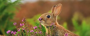 Preview wallpaper rabbit, grass, flowers, blur