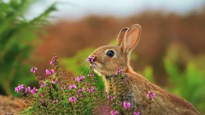 Preview wallpaper rabbit, grass, flowers, blur