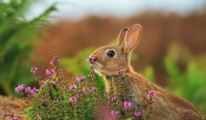 Preview wallpaper rabbit, grass, flowers, blur