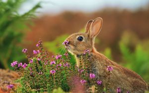 Preview wallpaper rabbit, grass, flowers, blur