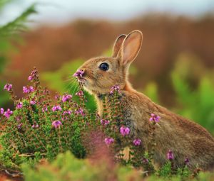 Preview wallpaper rabbit, grass, flowers, blur