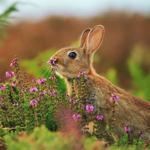 Preview wallpaper rabbit, grass, flowers, blur