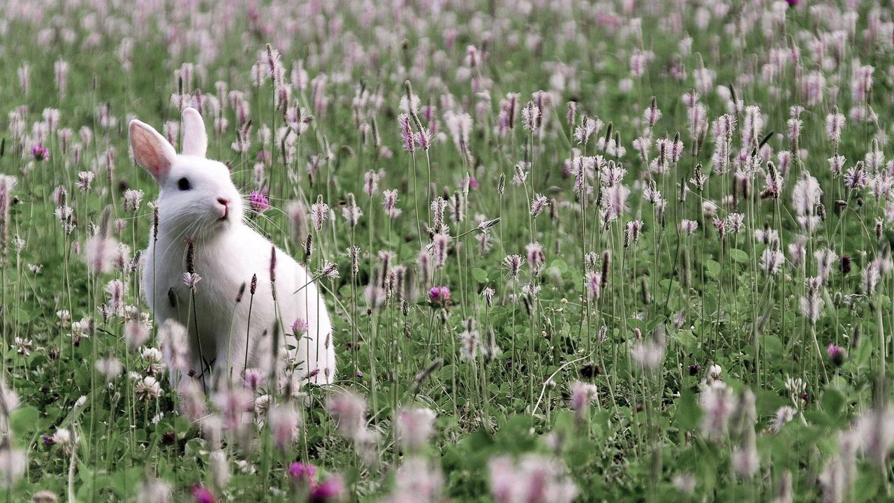Wallpaper rabbit, grass, flowers