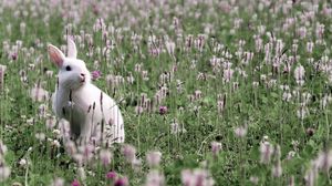 Preview wallpaper rabbit, grass, flowers