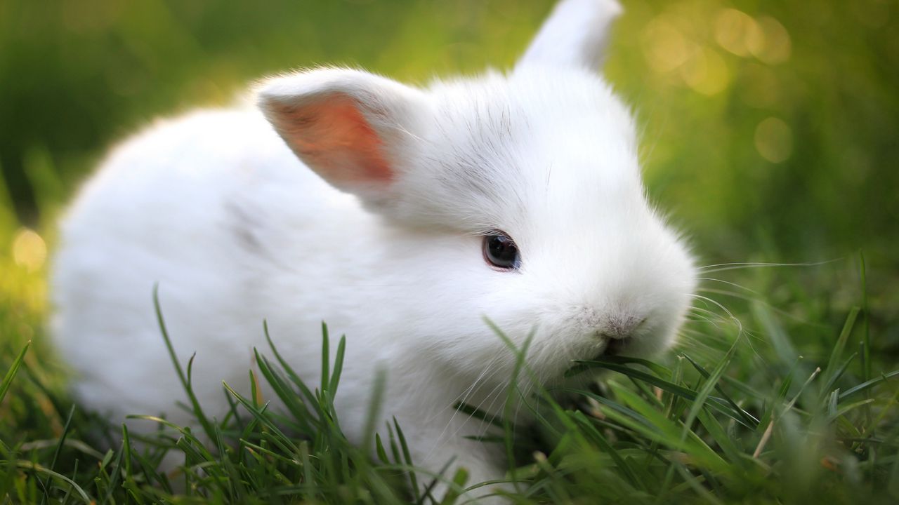Wallpaper rabbit, grass, food, cute
