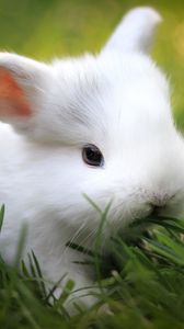 Preview wallpaper rabbit, grass, food, cute