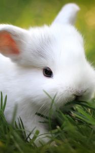 Preview wallpaper rabbit, grass, food, cute