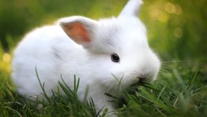Preview wallpaper rabbit, grass, food, cute