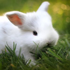 White rabbit, cute, pet, rabbit, white, ear, HD wallpaper | Peakpx