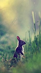 Preview wallpaper rabbit, grass, glare, distance, sunlight