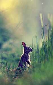 Preview wallpaper rabbit, grass, glare, distance, sunlight