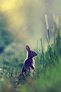 Preview wallpaper rabbit, grass, glare, distance, sunlight