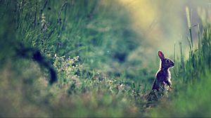 Preview wallpaper rabbit, grass, glare, distance, sunlight