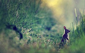 Preview wallpaper rabbit, grass, glare, distance, sunlight