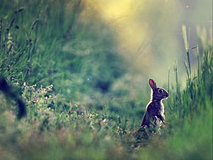 Preview wallpaper rabbit, grass, glare, distance, sunlight