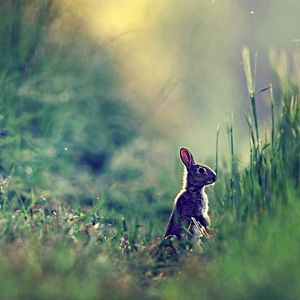 Preview wallpaper rabbit, grass, glare, distance, sunlight