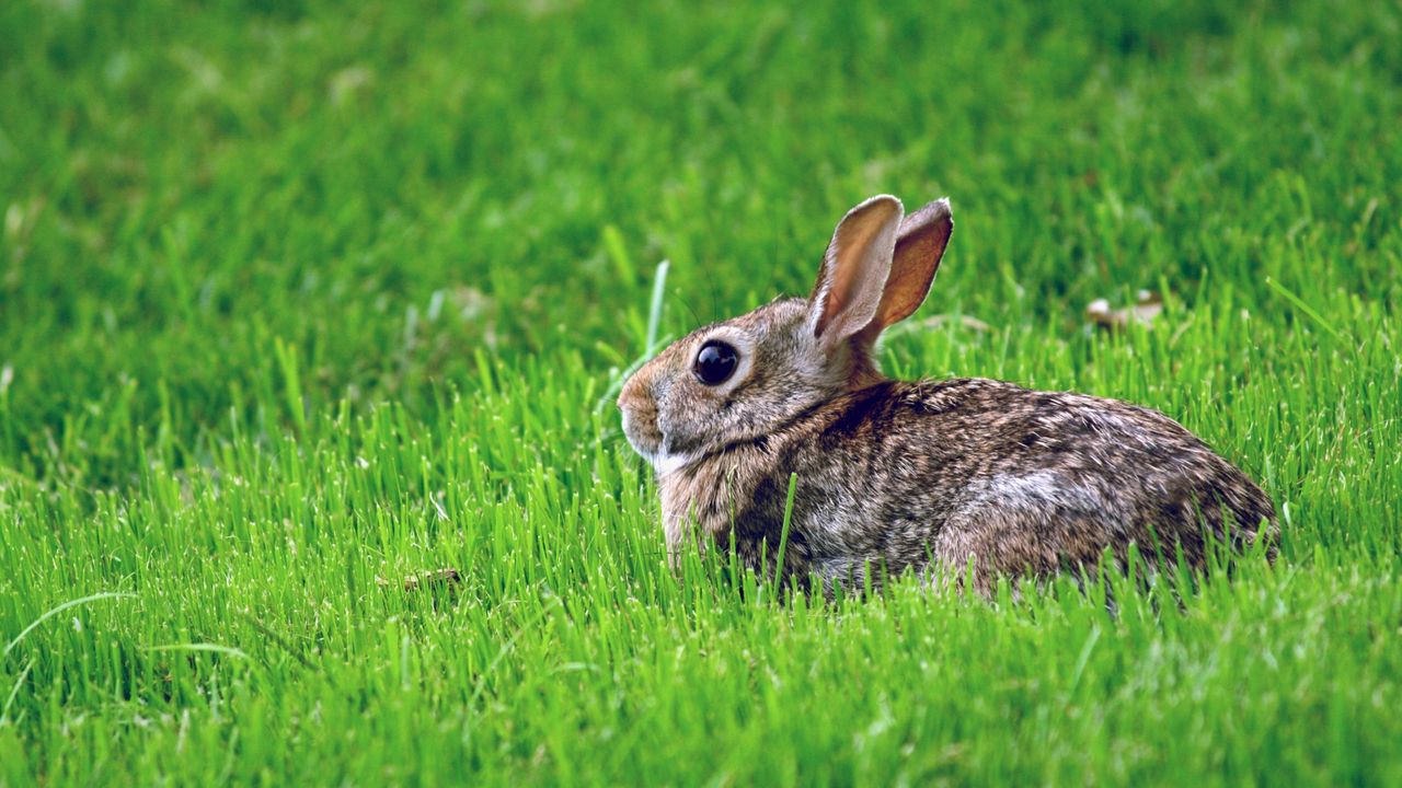 Wallpaper rabbit, grass, hiding, fear