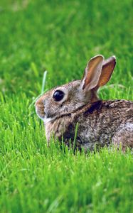 Preview wallpaper rabbit, grass, hiding, fear