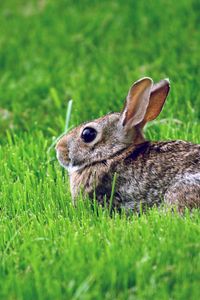 Preview wallpaper rabbit, grass, hiding, fear